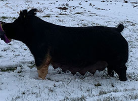 TBM Sows - Betty