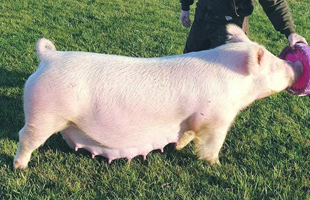 tbm york sow